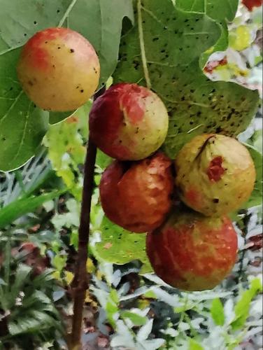 Cynips quercusfolii